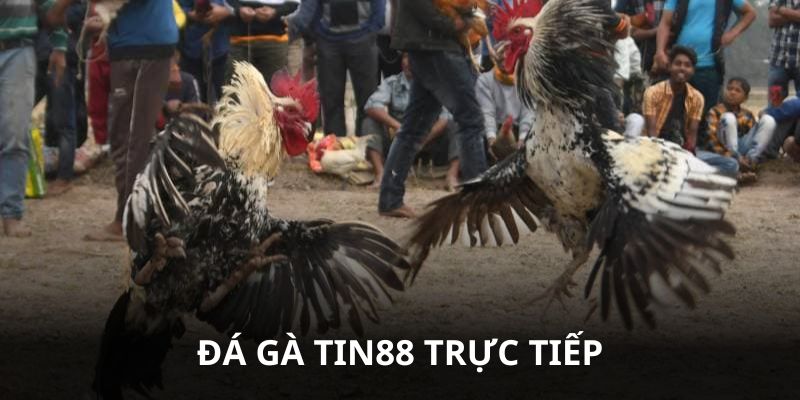 Trực tiếp mọi trận đá gà Tin88 kịch tính